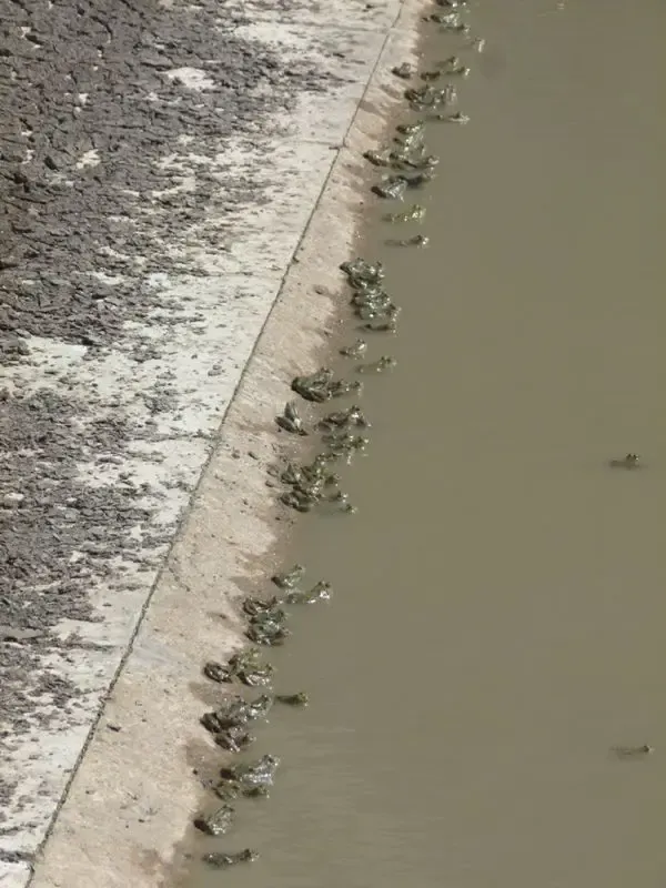 talab-summer-maintenance bodyImage